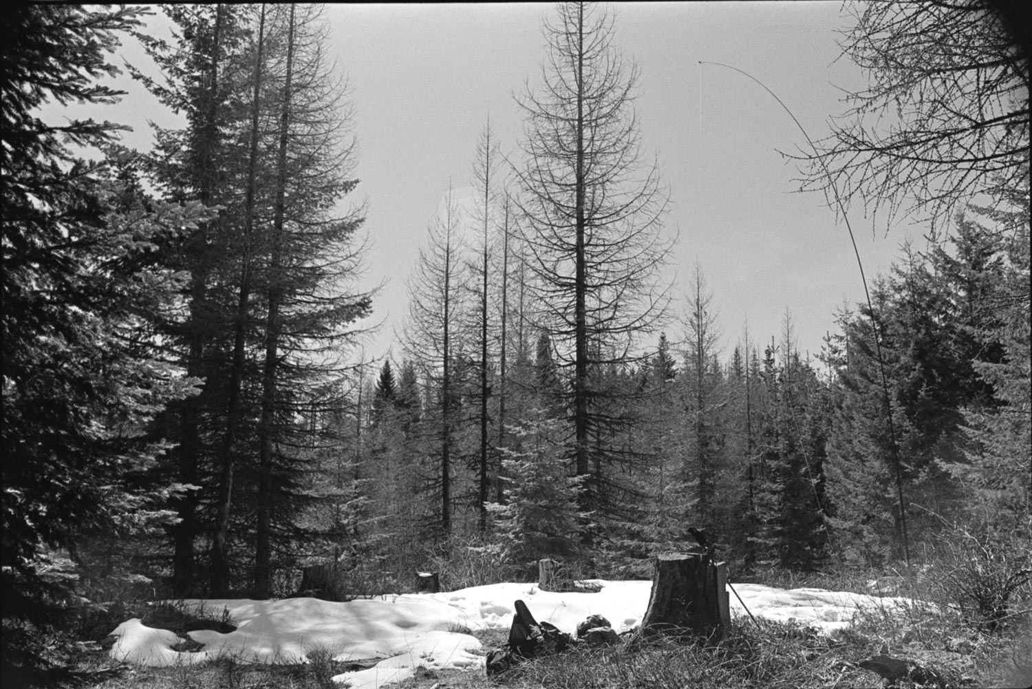 A Snowy Spring FA: W7I/NI-274